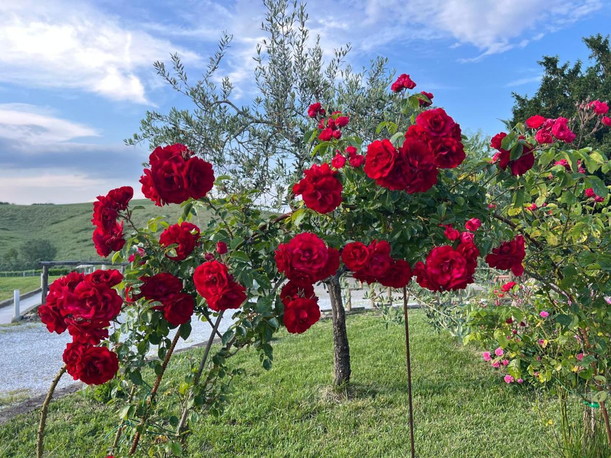 Masso Alle Rose Di Santarsiero Serena Montaione Eksteriør bilde